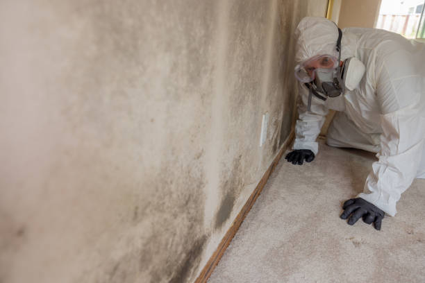 Mold Remediation for Rental Properties in South Brooksville, FL